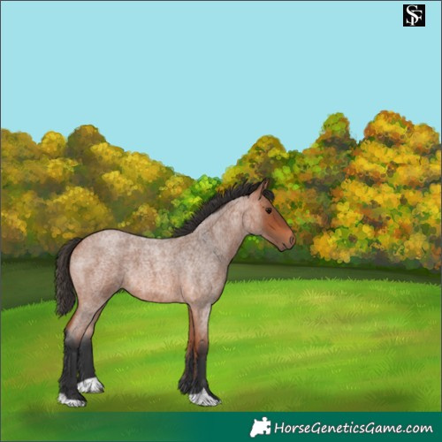 Horse Color:Bay Roan