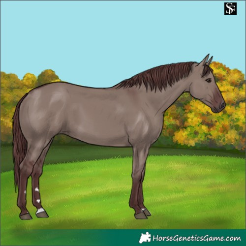 Horse Color:Chocolate Smoky Grullo