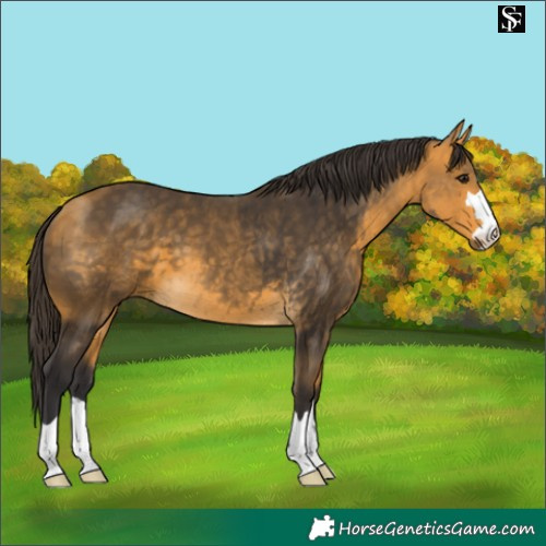 Horse Color:Buckskin