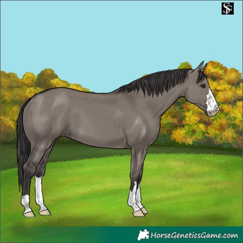 Horse Color:Platinum Smoky Grullo 