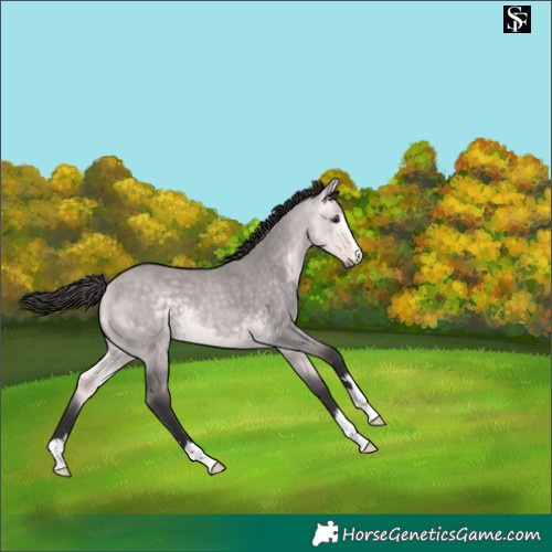 Horse Color:Platinum Buckskin Dun