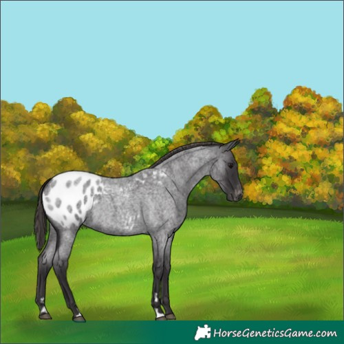 Horse Color:Smoky Blue Roan Appaloosa Rabicano 