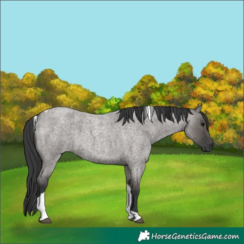 Horse Color:Grullo Roan Tobiano 