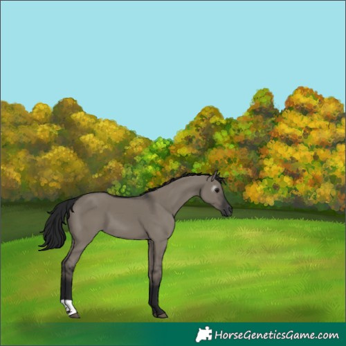 Horse Color:Gray Grullo 