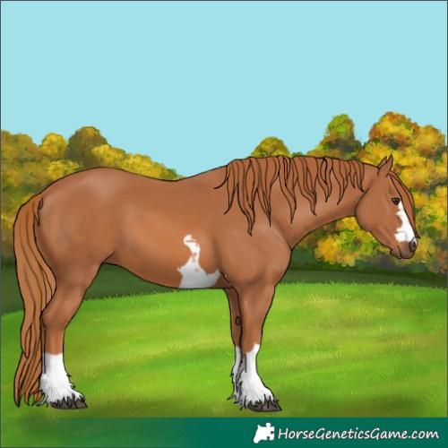 Horse Color:Chestnut 
