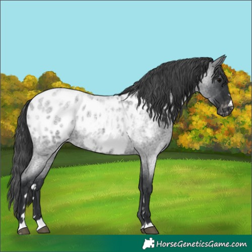 Horse Color:Blue Roan Appaloosa