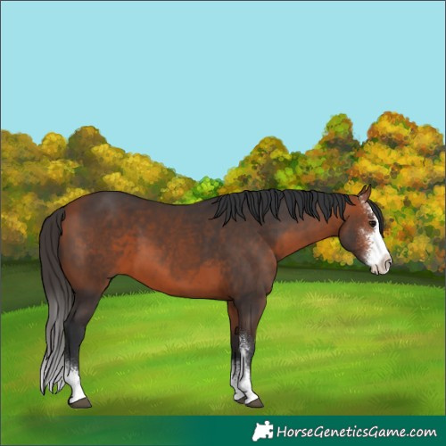 Horse Color:Bay Sabino 