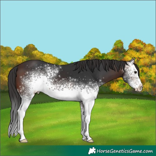 Horse Color:White Spotted Brown 