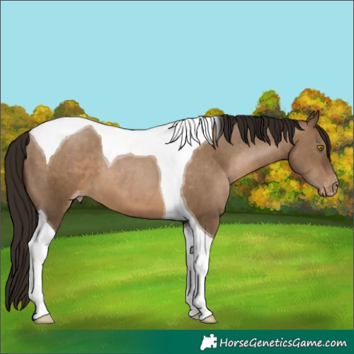 Horse Color:Gray Brown Pearl Dun Tobiano Appaloosa