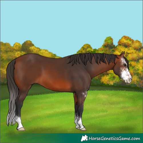 Horse Color:Bay Sabino 
