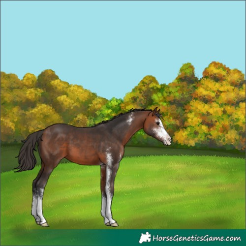 Horse Color:Bay Sabino 