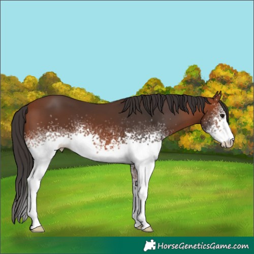 Horse Color:White Spotted Bay