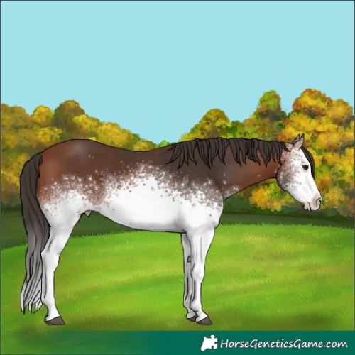 Horse Color:White Spotted Bay