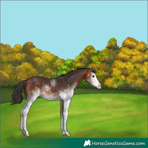 Horse Color:White Spotted Bay 