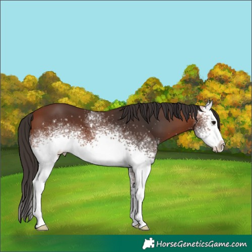 Horse Color:White Spotted Bay