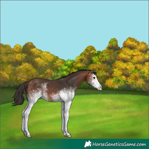 Horse Color:White Spotted Bay