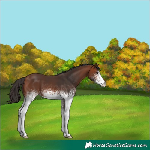 Horse Color:White Spotted Bay 