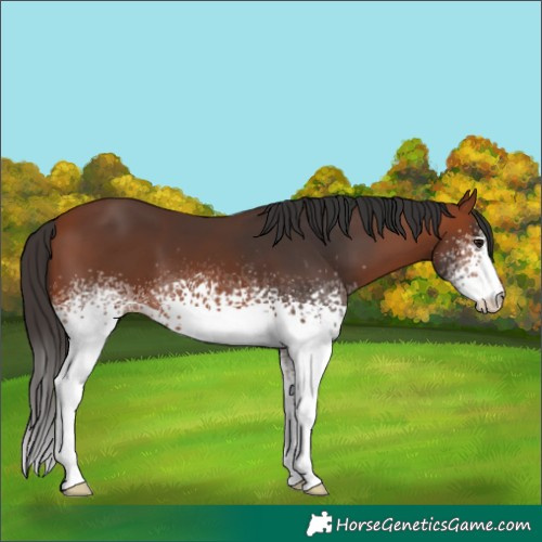 Horse Color:White Spotted Bay 