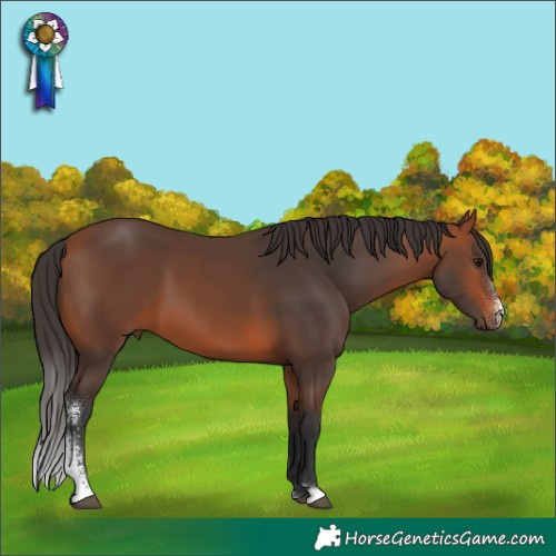 Horse Color:Bay Sabino 