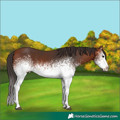 Horse Color:White Spotted Bay 
