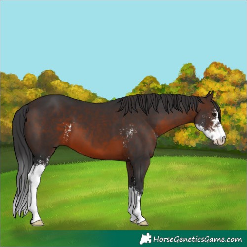 Horse Color:Brown Sabino