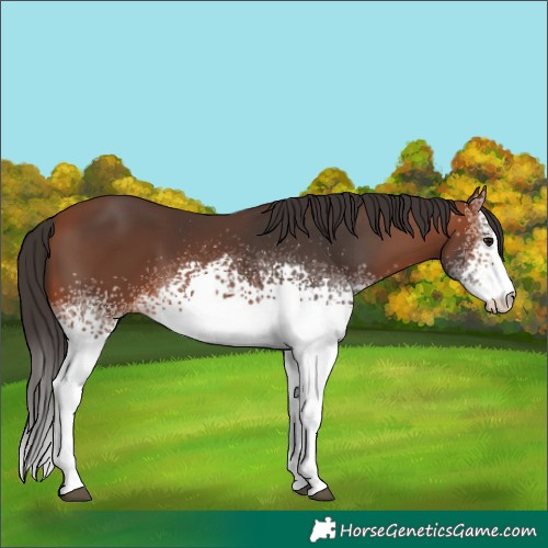 Horse Color:White Spotted Bay