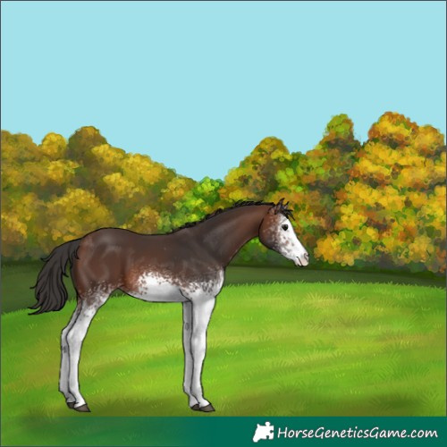 Horse Color:White Spotted Brown 