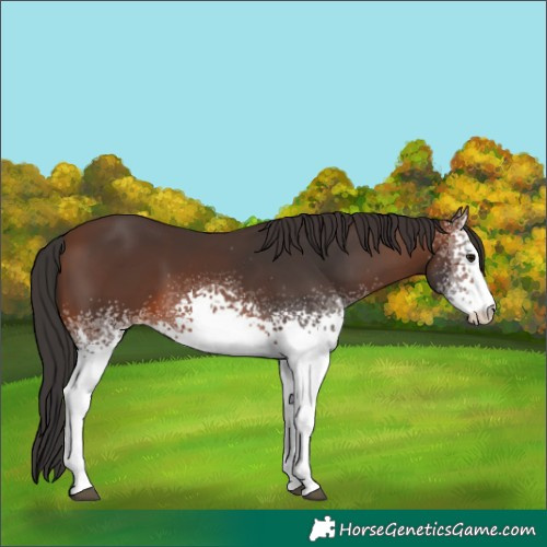 Horse Color:White Spotted Brown 
