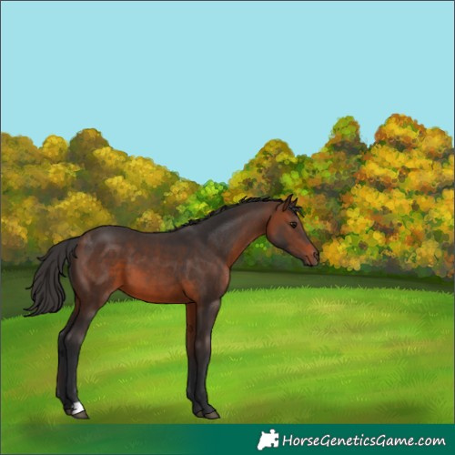 Horse Color:Brown