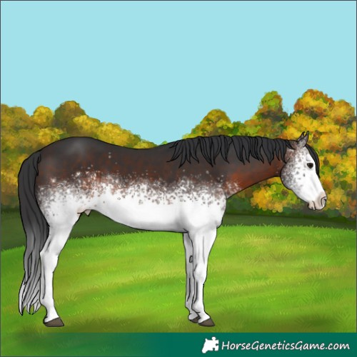 Horse Color:White Spotted Brown 