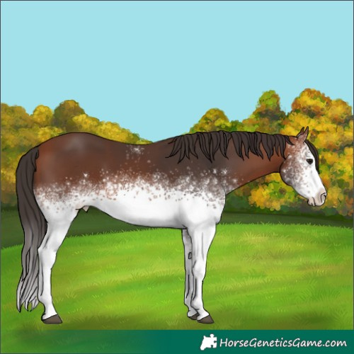 Horse Color:White Spotted Bay 