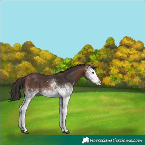 Horse Color:White Spotted Brown 