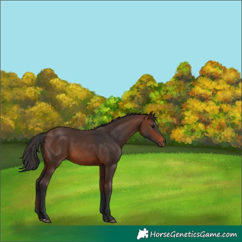 Horse Color:Brown 