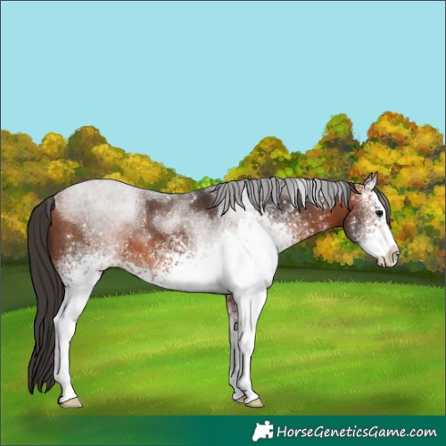 Horse Color:White Spotted Bay Sabino 