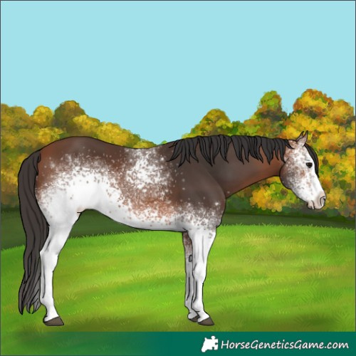 Horse Color:White Spotted Bay 