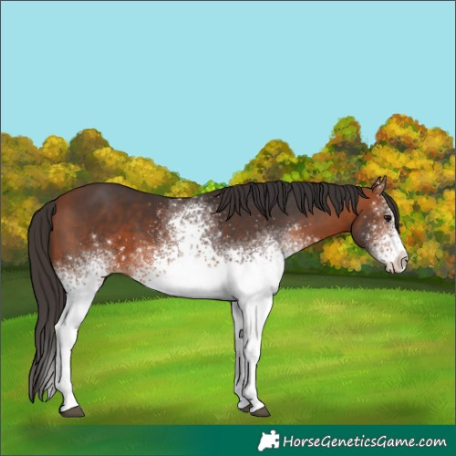 Horse Color:White Spotted Bay 