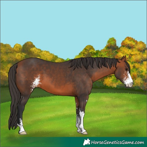 Horse Color:Bay Sabino