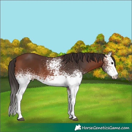 Horse Color:White Spotted Bay Sabino 
