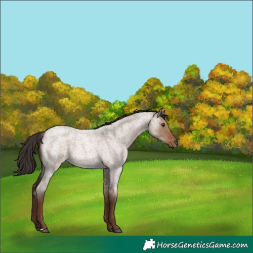 Horse Color:Liver Red Dun Roan 