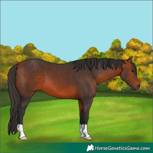 Horse Color:Bay 