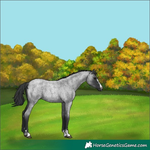 Horse Color:Blue Roan 