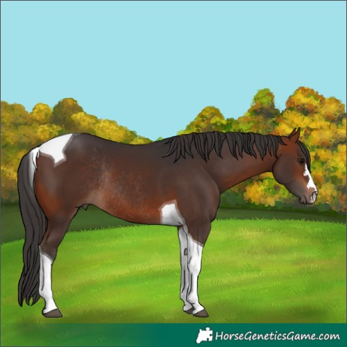 Horse Color:Bay Tobiano Rabicano