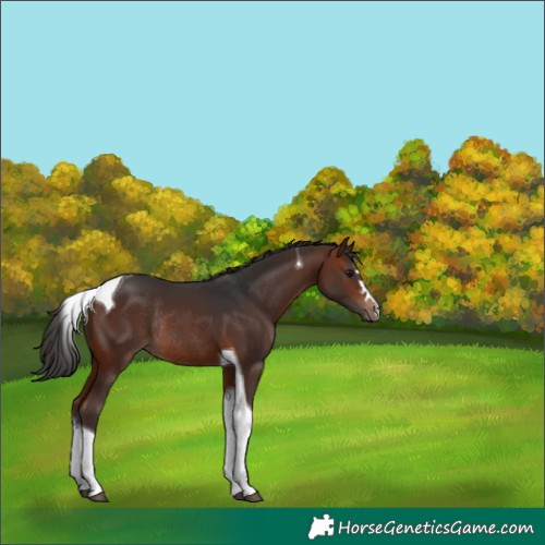 Horse Color:Bay Tobiano Rabicano 
