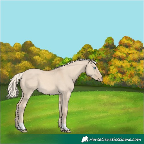 Horse Color:Cremello Dun