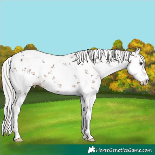Horse Color:White Spotted Silver Bay Sabino