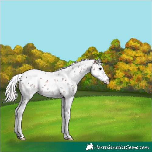 Horse Color:White Spotted Silver Bay Sabino