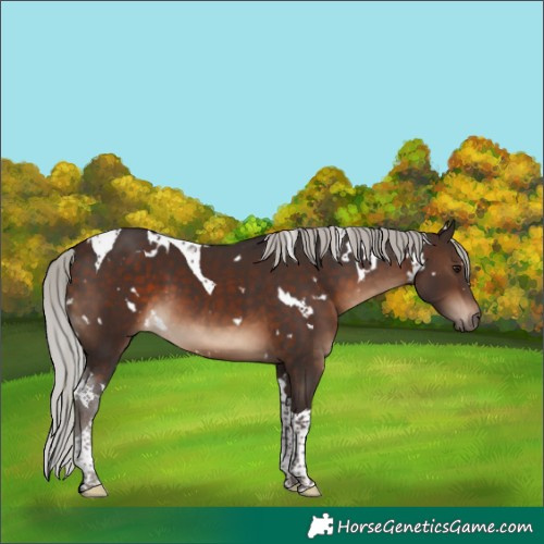 Horse Color:White Spotted Silver Brown Tobiano