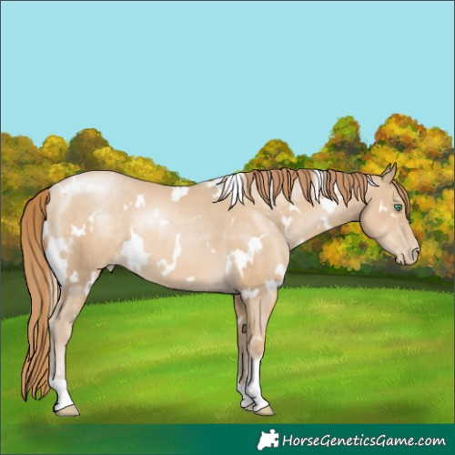 Horse Color:White Spotted Smoky Black Pearl