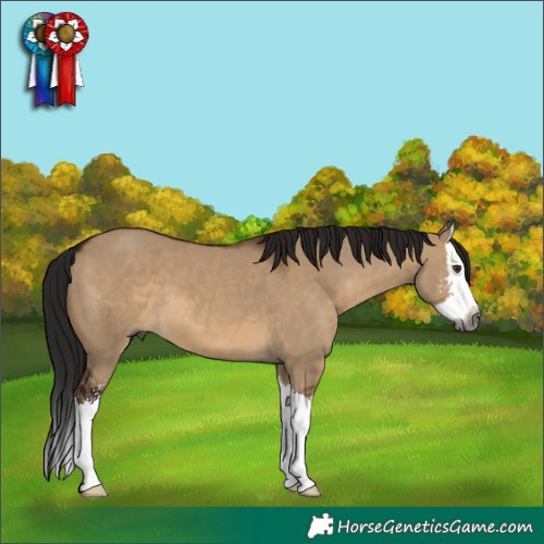 Horse Color:Gray Brown Dun Sabino Splash
