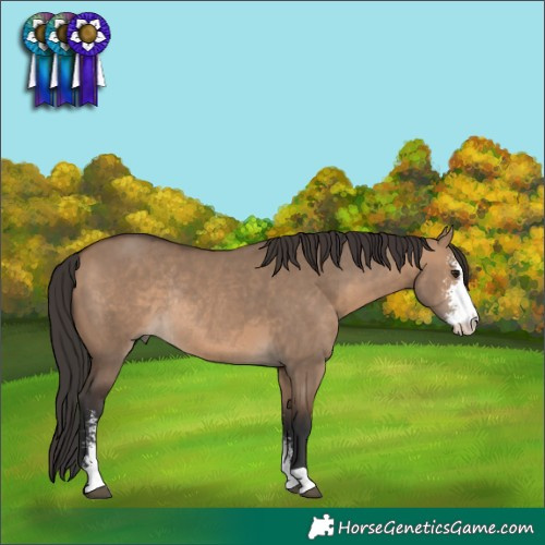 Horse Color:Brown Dun Sabino Rabicano